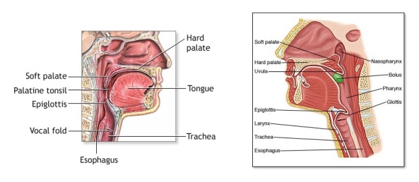 cross-section-of-the-throat